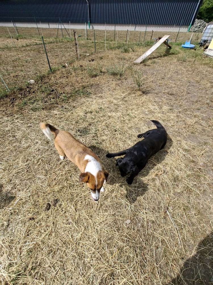 Hundetreffen-Hunde treffen-Profilbild