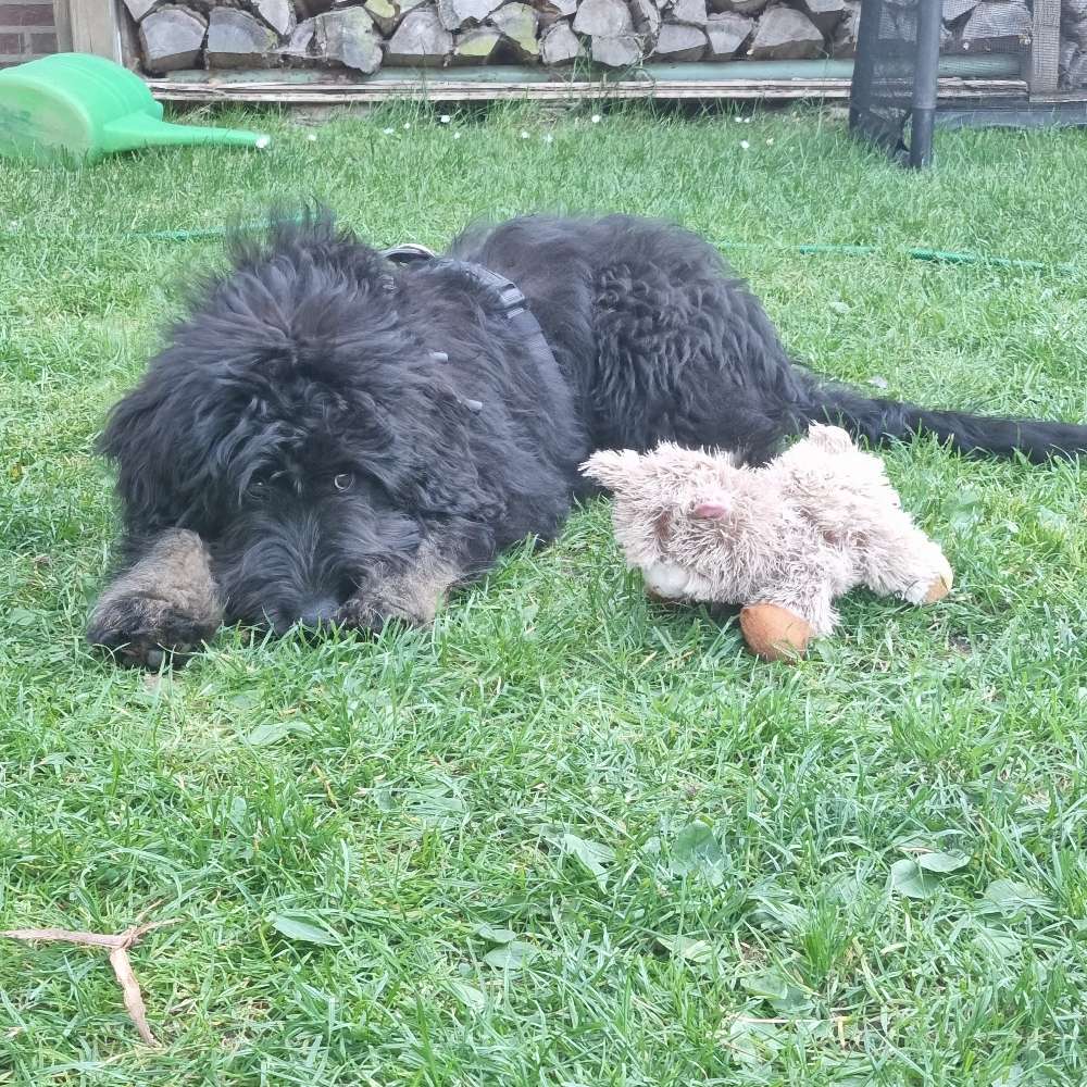 Hundetreffen-Welpentreffen Jesteburg-Profilbild