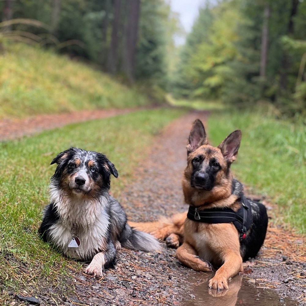 Hundetreffen-Gassifreunde gesucht 🐾🐶-Profilbild