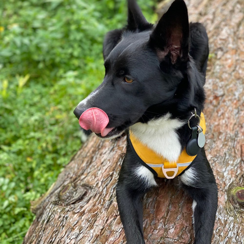 Hundetreffen-Spielkamerad-Profilbild