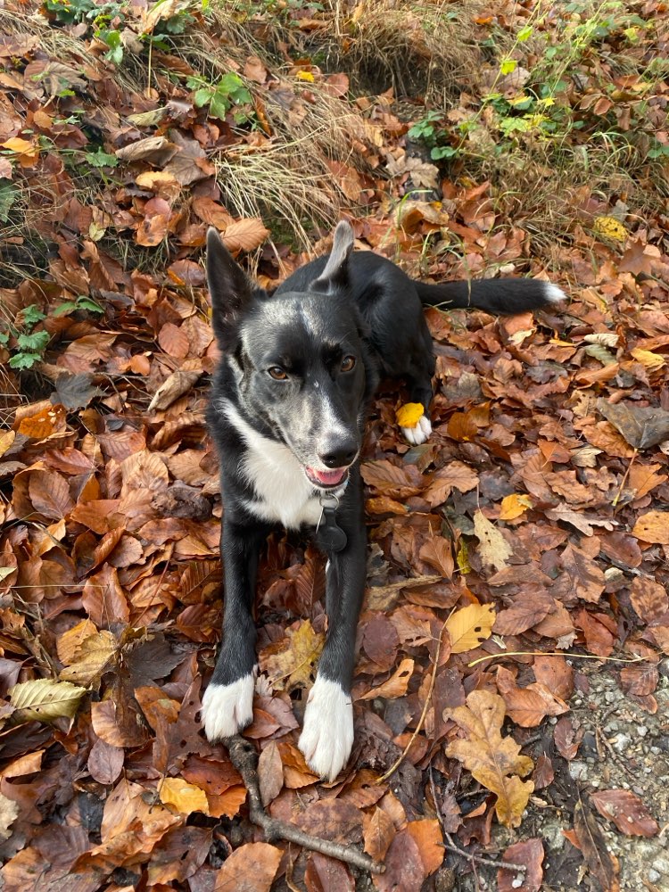 Hundetreffen-Spaziergänge-Profilbild