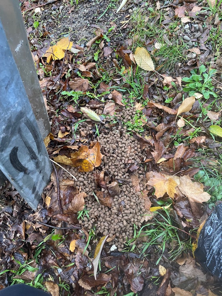 Giftköder-Mehrere Haufen Trockenfutter, Giftköder?-Profilbild