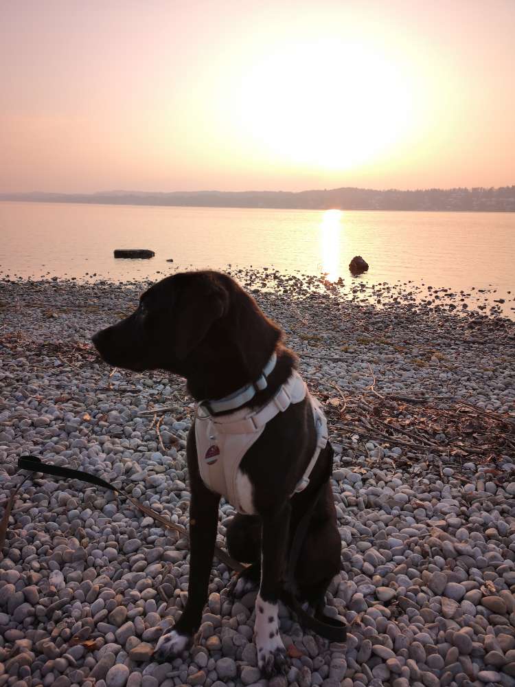 Hundetreffen-Hundefreunde gesucht-Profilbild