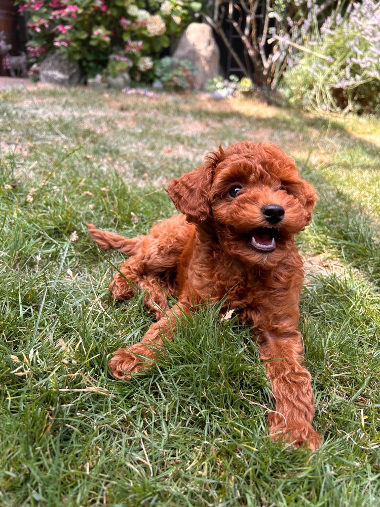 Hundetreffen-Welpenfreunde gesucht - kleine Hunde-Profilbild