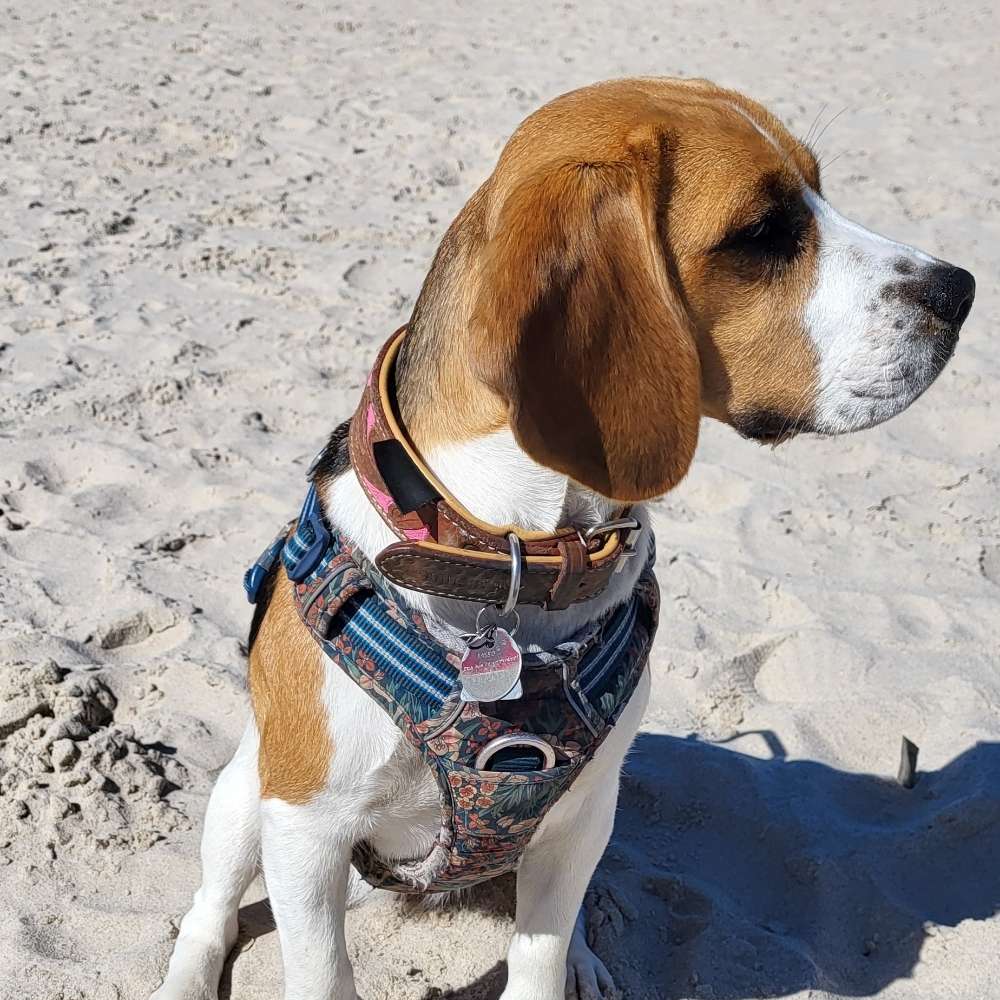 Hundetreffen-Hundebesitting gegenseitig, Gemeinsame Gassirunde-Profilbild