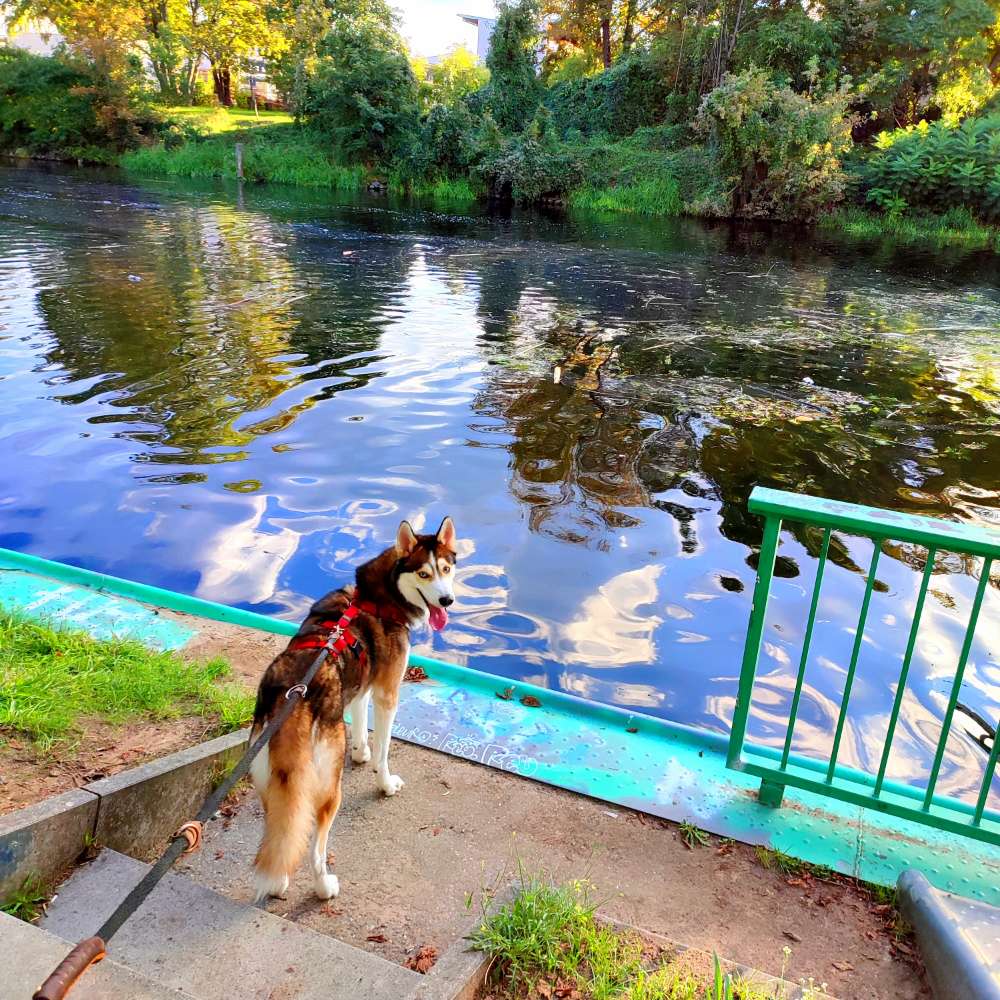 Hundetreffen-Husky Schäferhund sucht Rennpartner-Profilbild