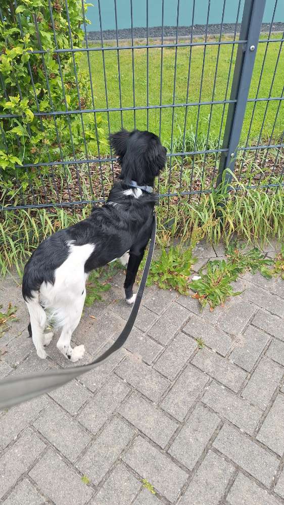 Hundetreffen-Gassi gehen, Hundefreunde finden-Profilbild