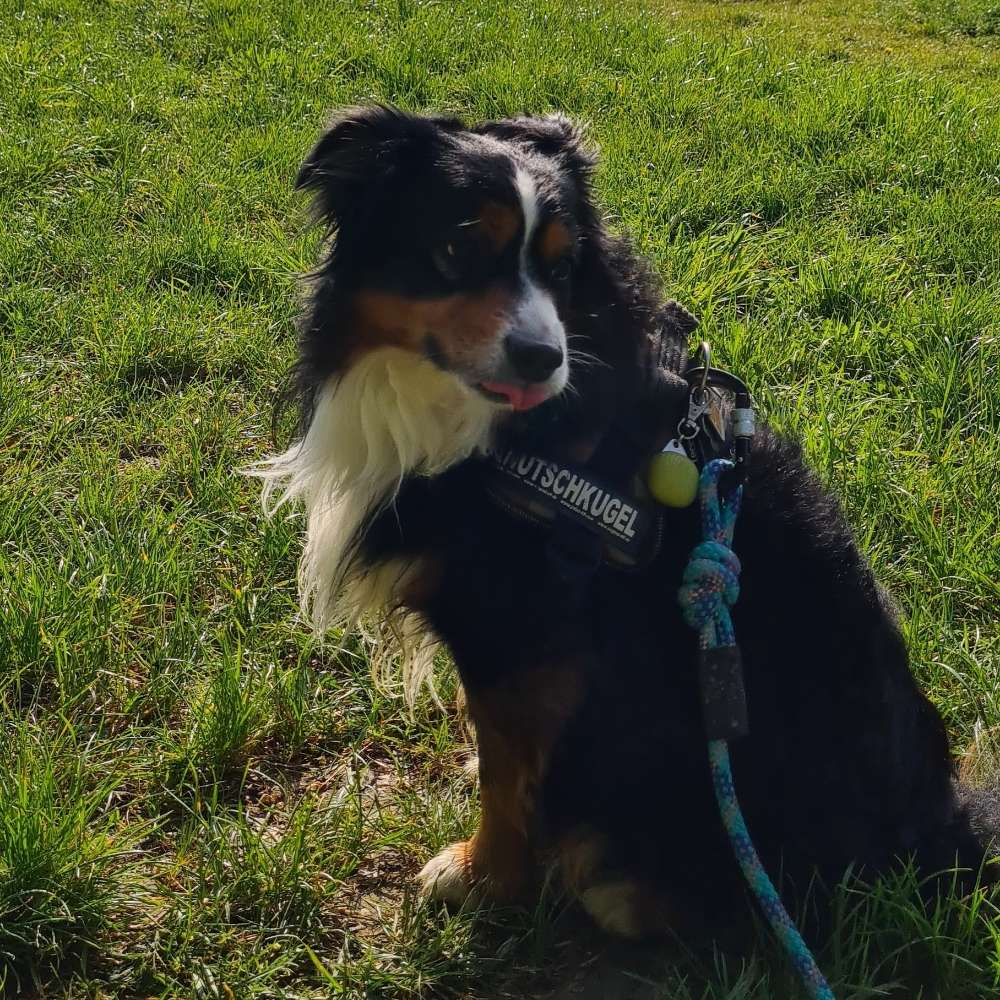 Hundetreffen-Gassi gehen-Profilbild