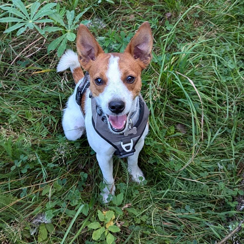 Hundetreffen-Hunde Treffen-Profilbild