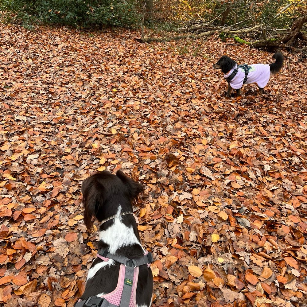 Hundetreffen-Spieletreff Wuppertal Vohwinkel-Profilbild