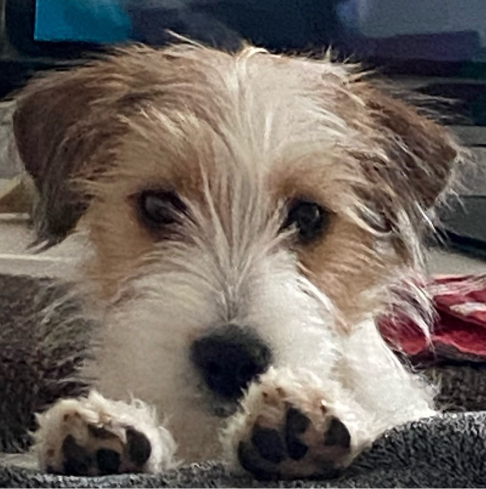 Hundetreffen-Gelegentliche Gassirunde-Profilbild