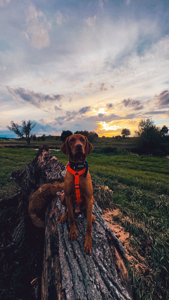 Hundetreffen-Suche Spielkamerad(en) für unseren Otto-Profilbild