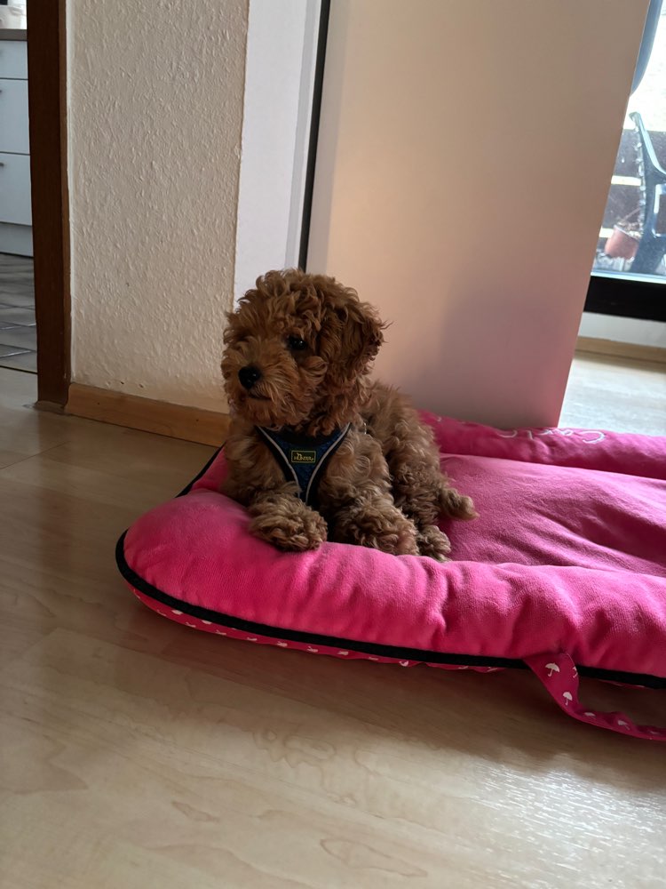 Hundetreffen-Welpentreffen schüchterne Kleinhunde-Profilbild