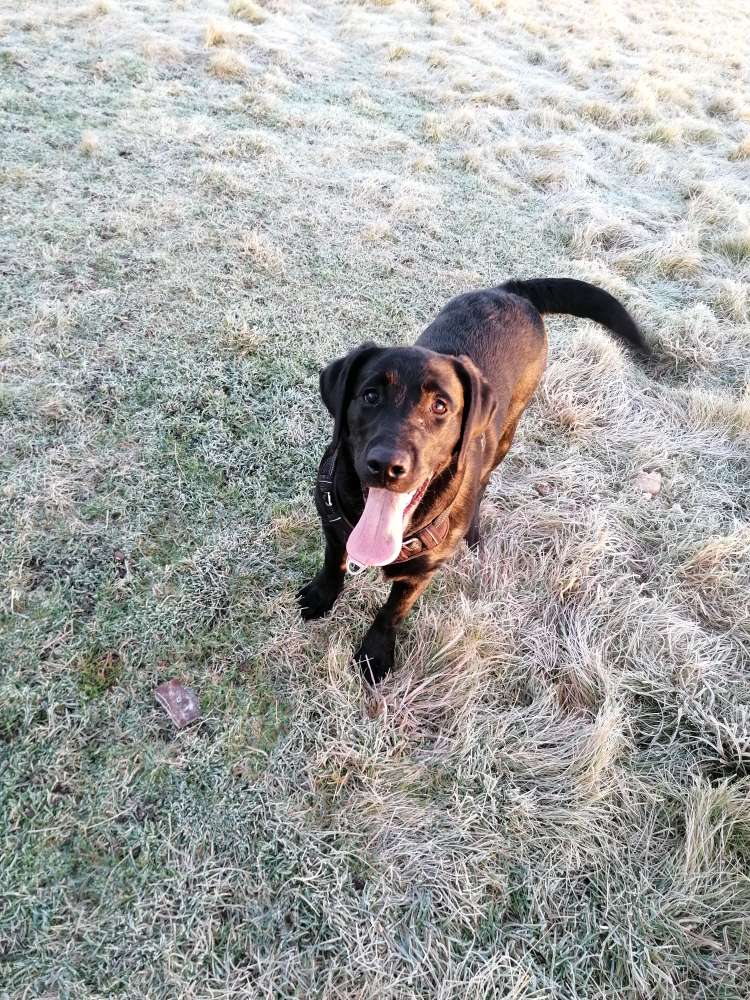 Hundetreffen-Suche Hundekumpel-Profilbild