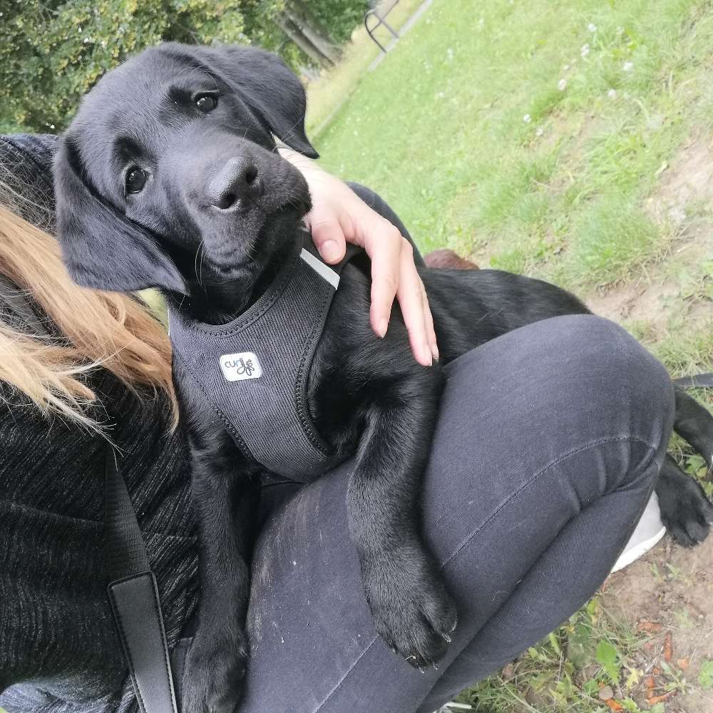 Hundetreffen-Welpentreffen-Profilbild