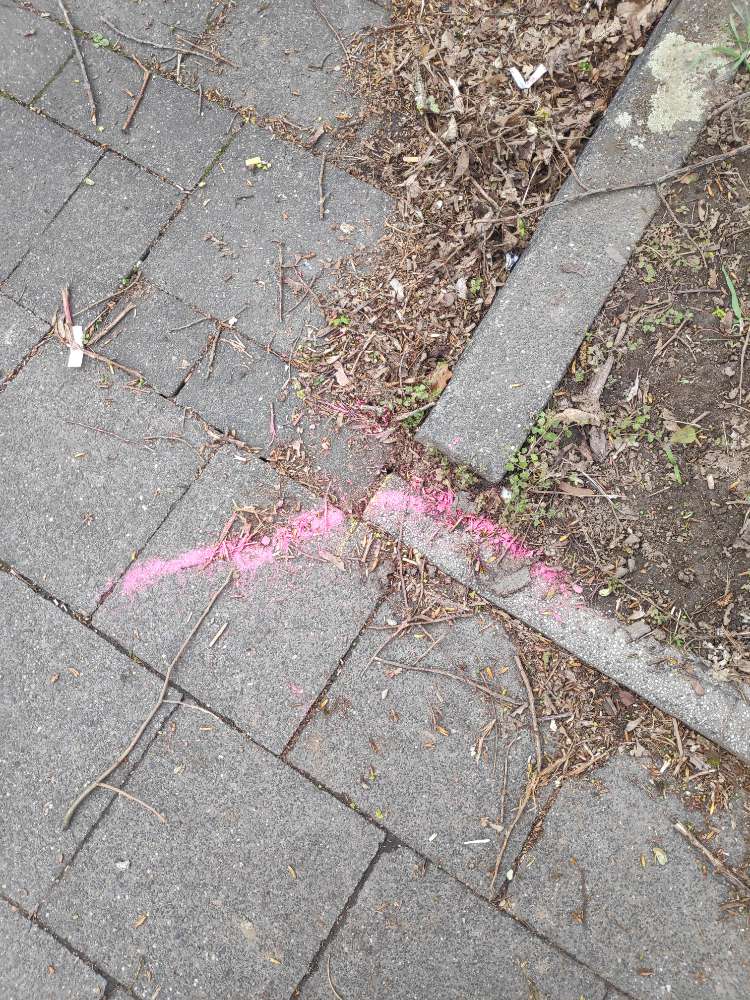 Giftköder-Rosa Farbe / Pulver-Profilbild