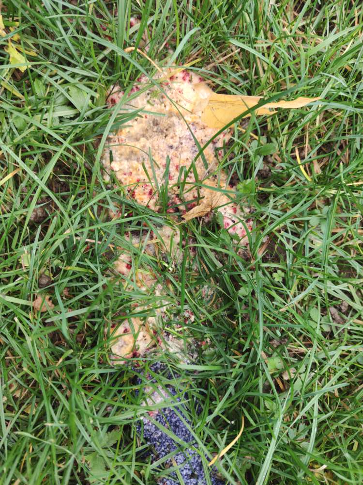 Giftköder-Möglicher Giftköder-Profilbild