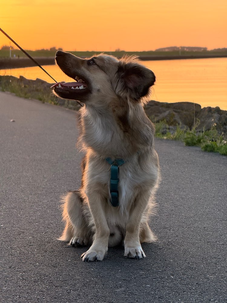 Hundetreffen-Gassi Kumpel gesucht-Profilbild