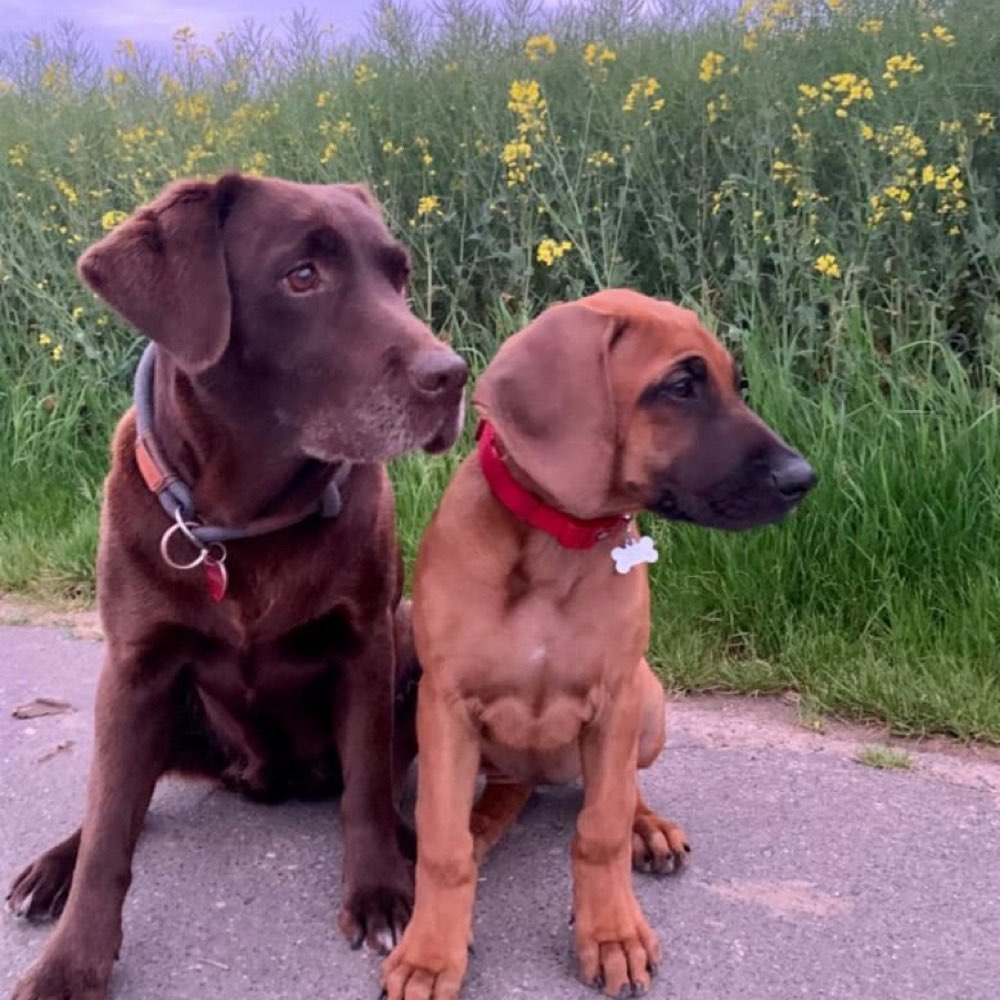 Hundetreffen-Welpentreffen-Profilbild