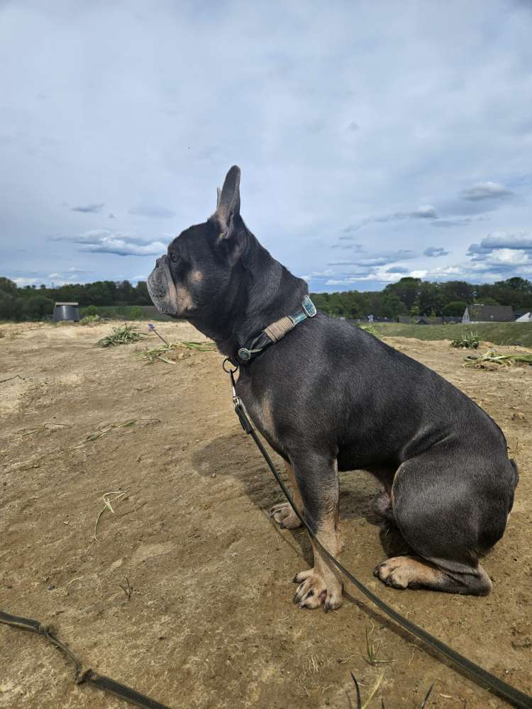 Hundetreffen-Gemeinsamer Spaziergang zum üben und warm werden-Profilbild