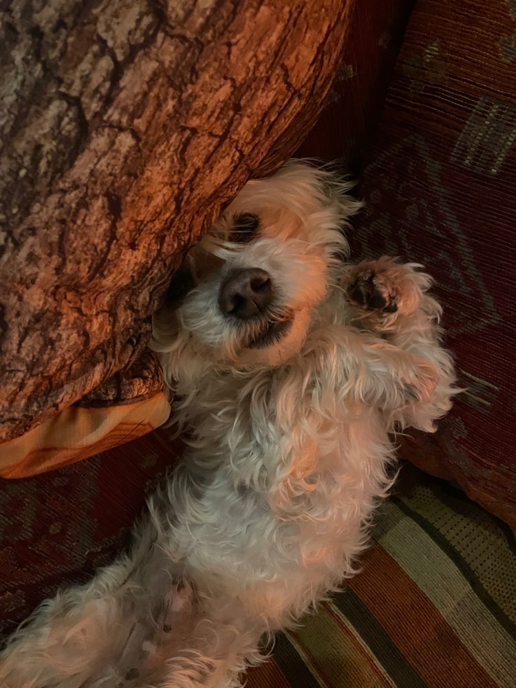 Hundetreffen-Hundetreff in Reinickendorf-Profilbild