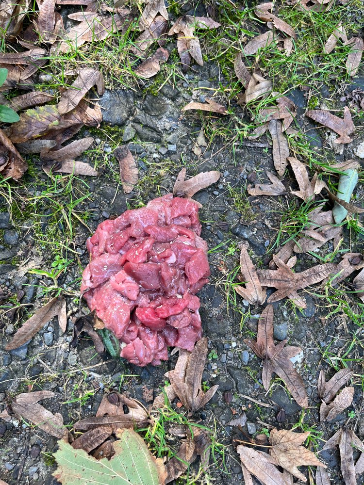 Giftköder-Evtl. Giftköder am Schilfsee-Profilbild