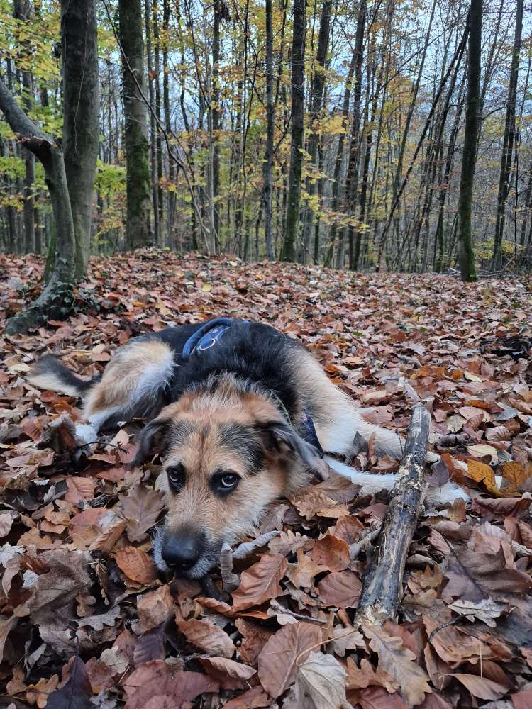 Hundetreffen-Mantrailing Trainingsgruppe-Profilbild