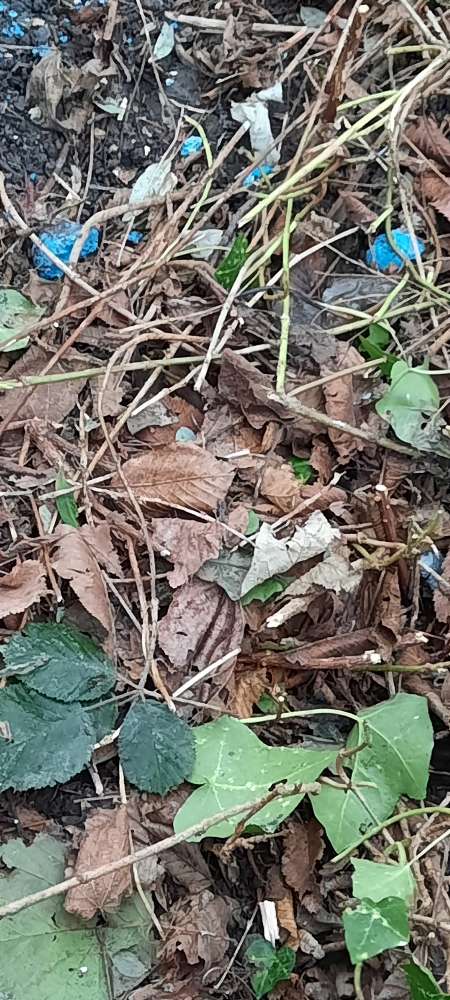 Giftköder-Möglicher Giftköder-Profilbild