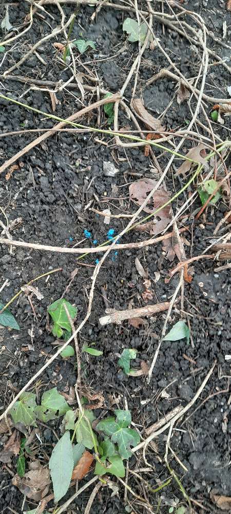 Giftköder-Vermutlich Rattengift-Profilbild