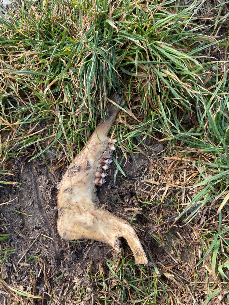 Giftköder-Knochen und Fleischreste-Profilbild