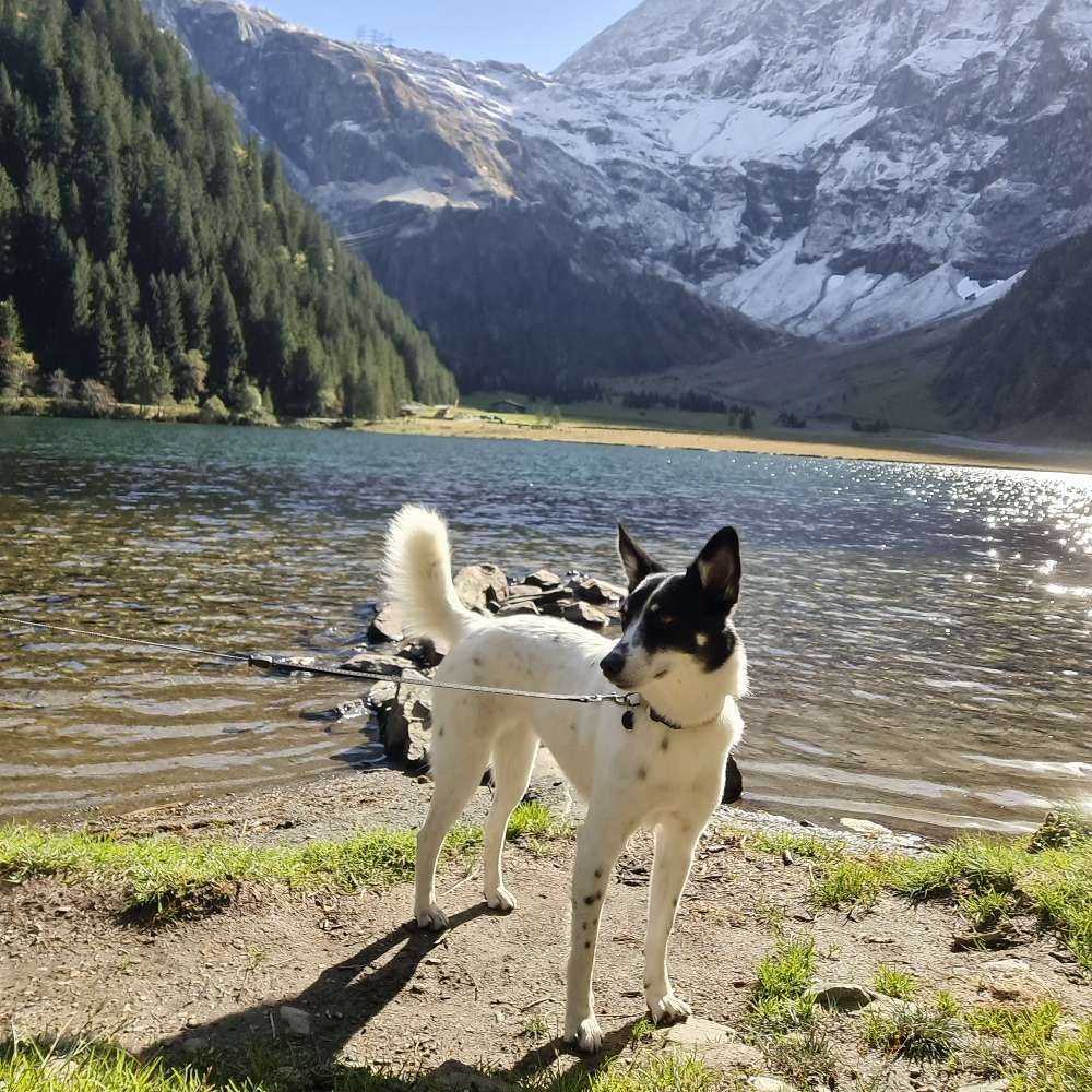 Hundetreffen-Gemeinsame Spaziergänge-Profilbild
