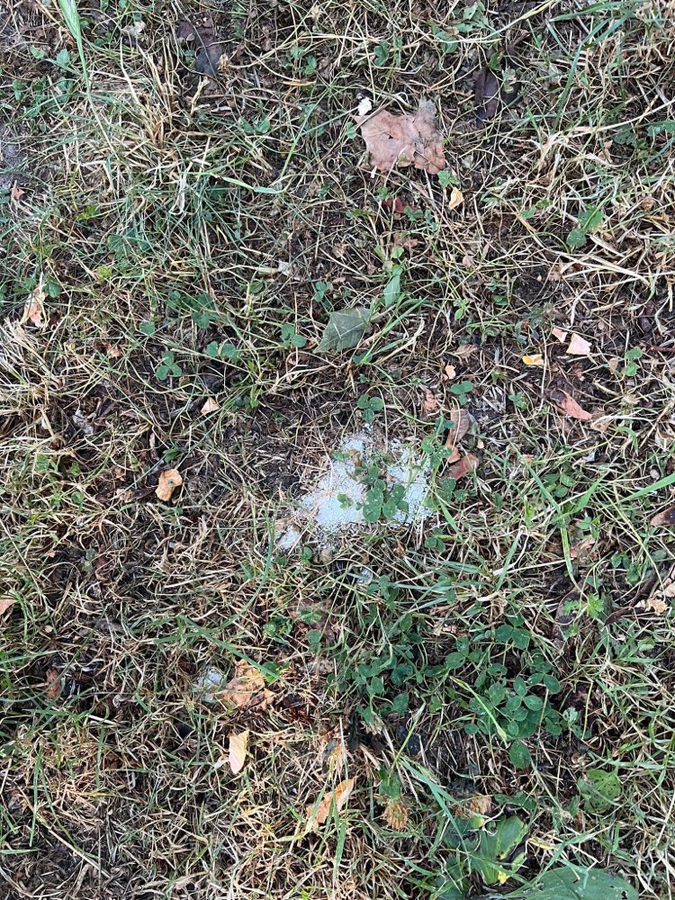 Giftköder-Möglicherweise Gift-Profilbild