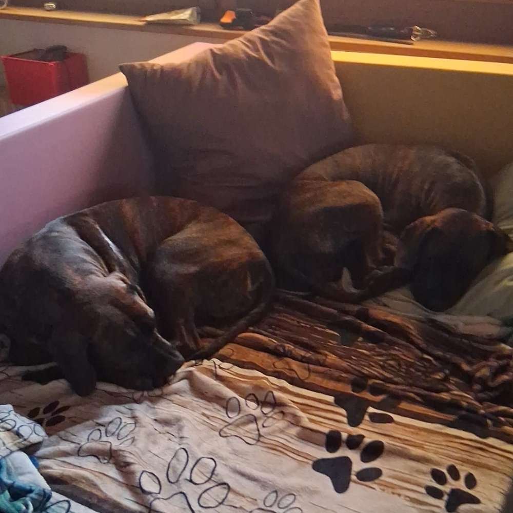 Hundetreffen-Zwei Geschwister suchen Spielkameraden-Profilbild