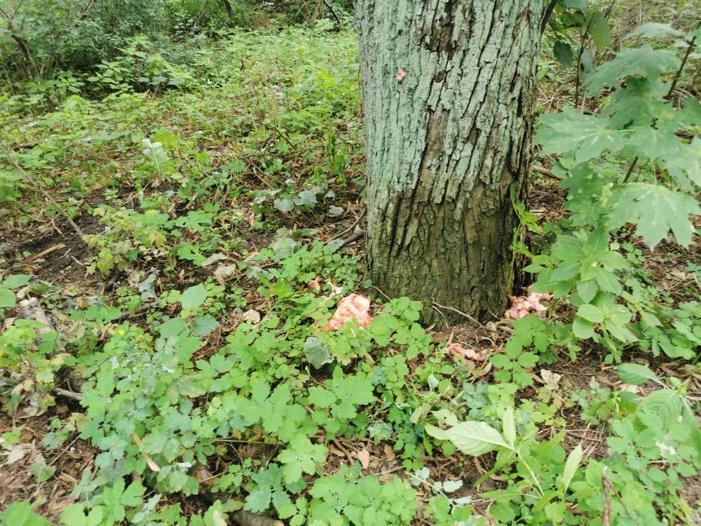 Giftköder-rohes Fleisch-Profilbild