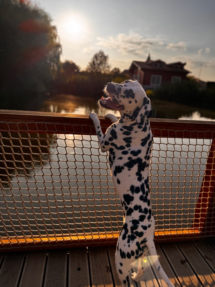 Hundetreffen-Dalmatiner Lady sucht Hundefreunde-Profilbild