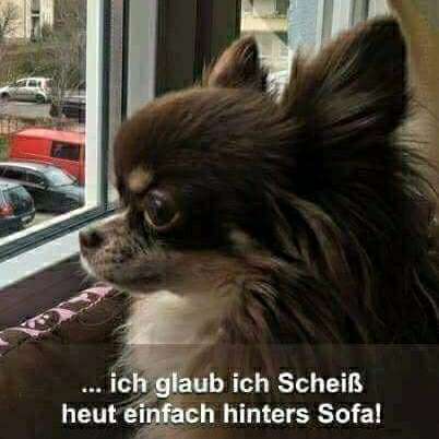 Hundetreffen-Chihuahua Gassi Runde-Profilbild