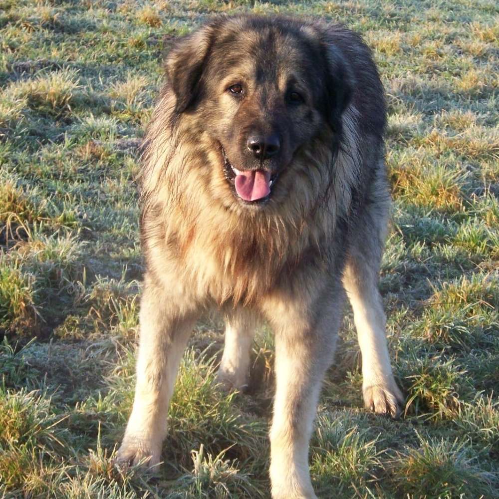 Hundetreffen-Größe Hunde wollen auch spielen-Profilbild