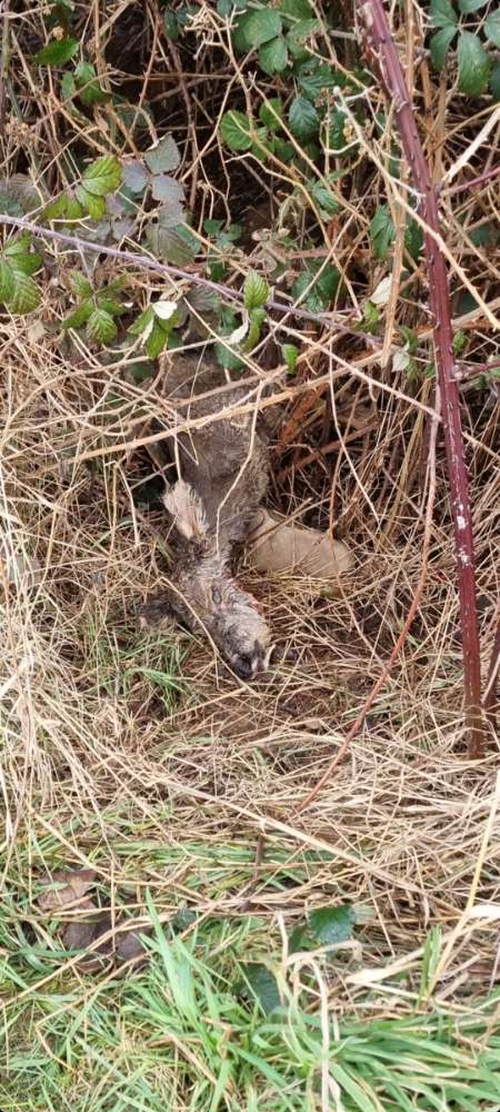 Giftköder-Totes Reh-Profilbild