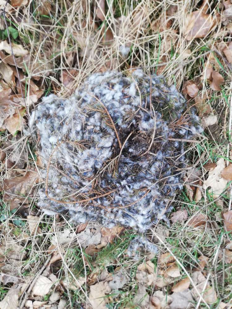 Giftköder-Eichenprozess Nest-Profilbild