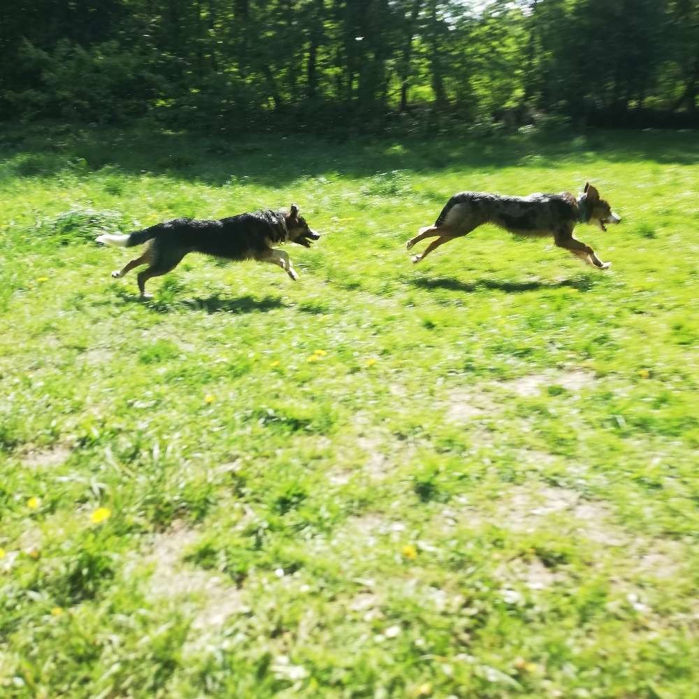 Hundetreffen-Junghunde Treff-Profilbild