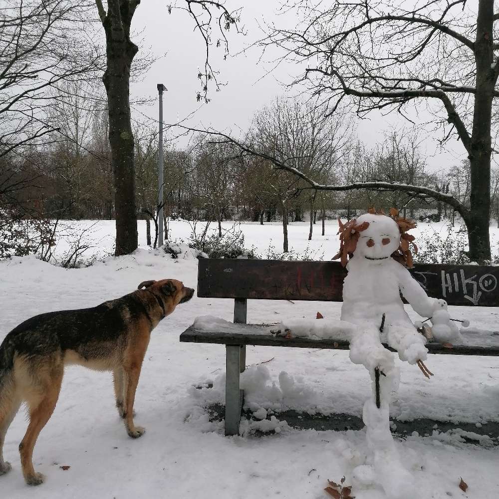 Hundetreffen-Gemeinsame Gassirunde-Profilbild