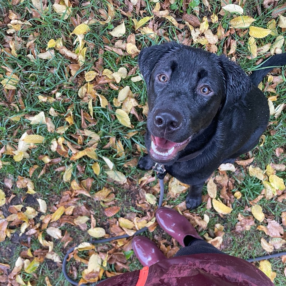 Hundetreffen-Junghunde Training-Profilbild