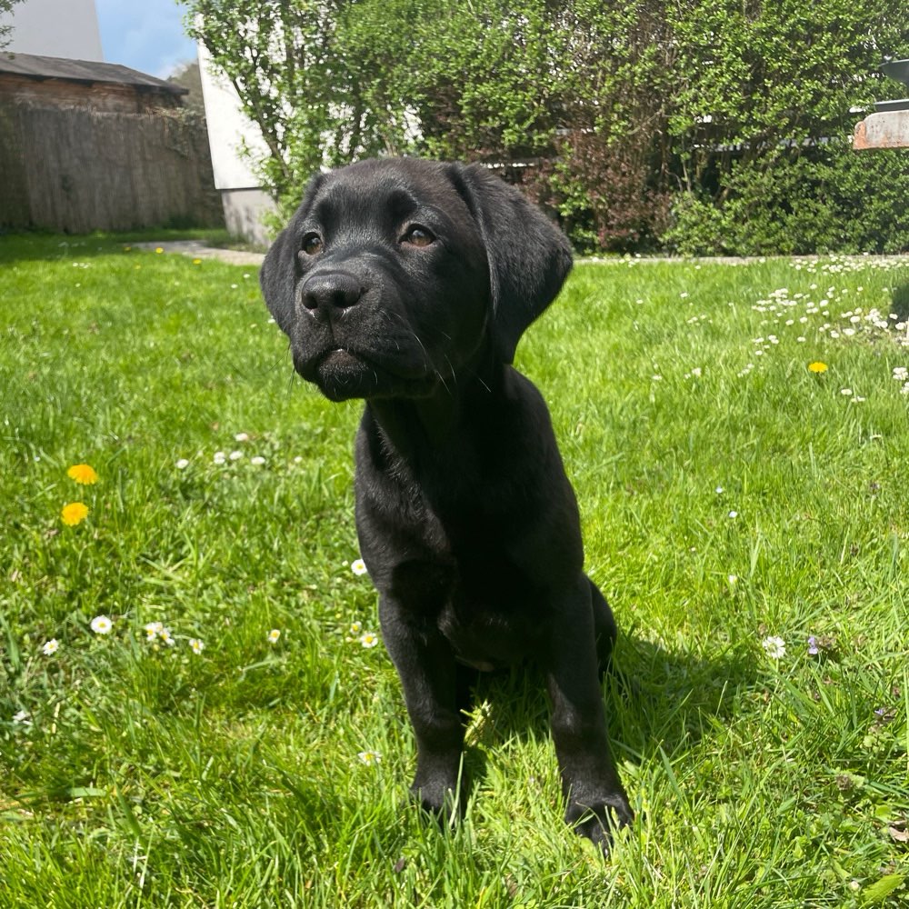 Hundetreffen-Welpentreffen-Profilbild