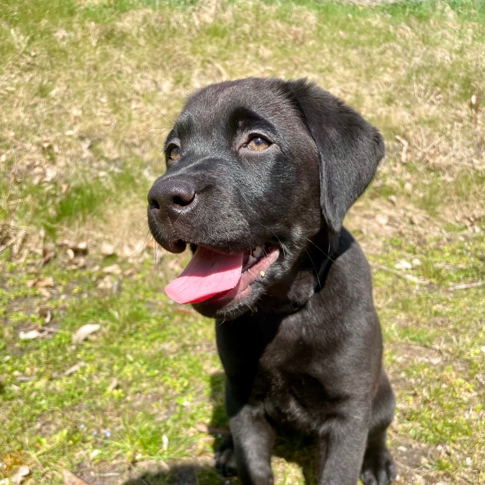 Hundetreffen-Welpentreffen-Profilbild