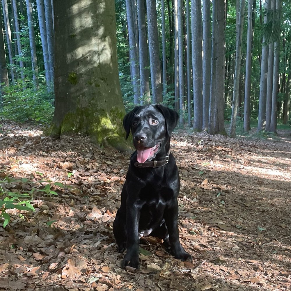 Hundetreffen-Junghunde Training-Profilbild