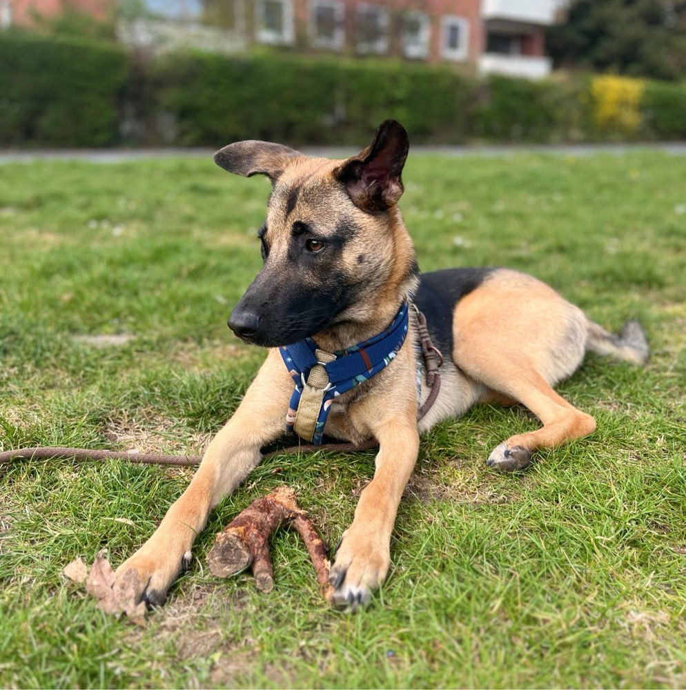 Hundetreffen-Gemeinsame Gassi- oder Spielrunden-Profilbild