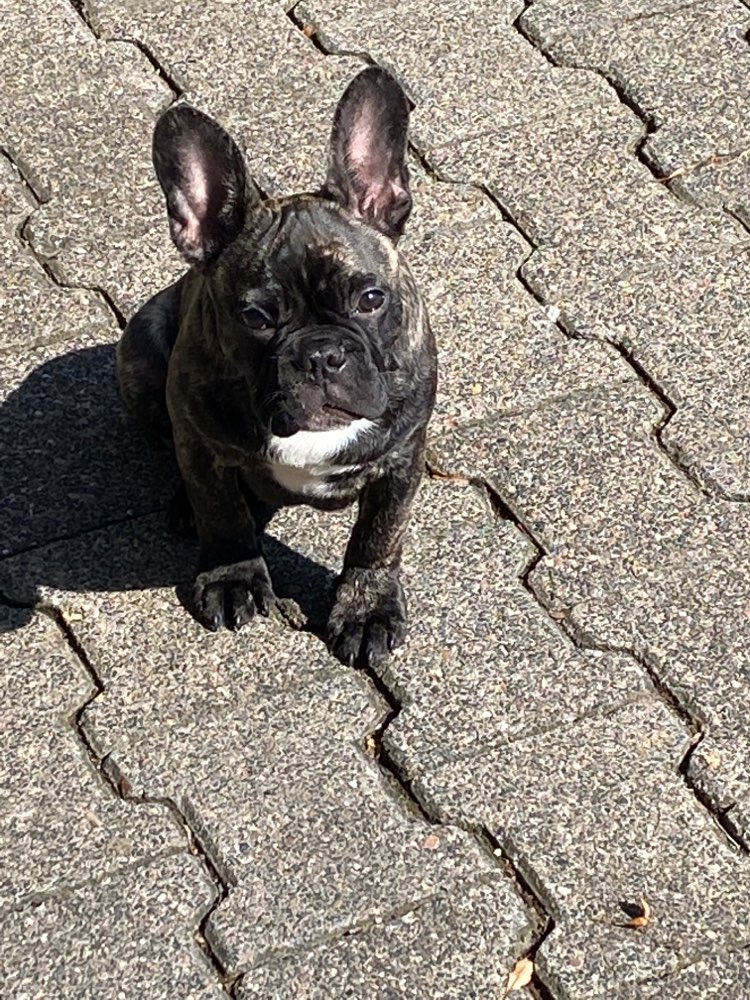 Hundetreffen-In Liebenau Junghunde-Profilbild