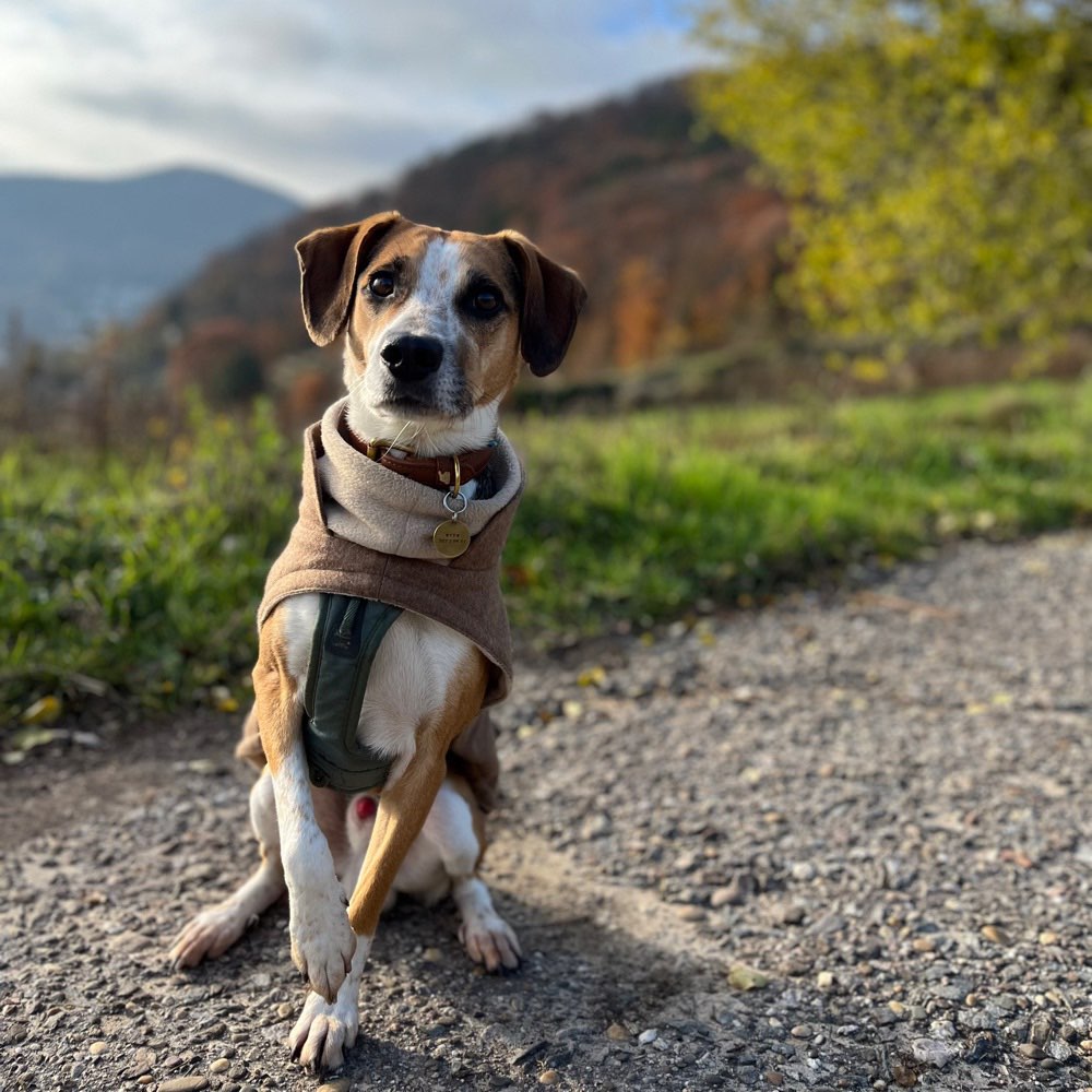 Hundetreffen-Social Walk (evtl. mit Freilauf bei Veträglichkeit)-Profilbild