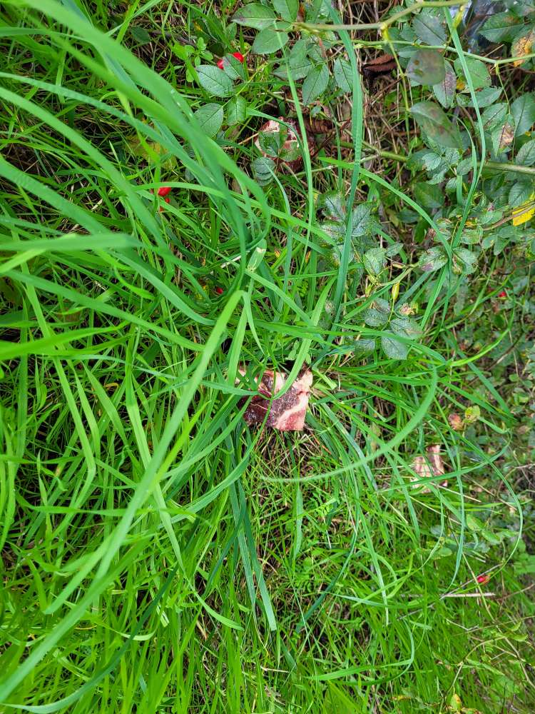 Giftköder-ACHTUNG!!! Ausgelegtes Fleisch-Profilbild