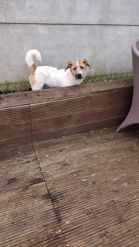 Hundetreffen-Ängstlicher Rüde sucht Gassi Freunde-Profilbild